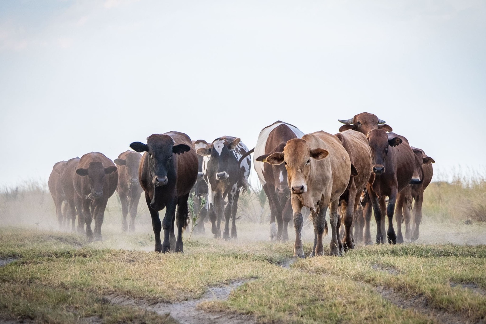 Photographie de l’immersion Afrique, Zimbabwe et Botswana