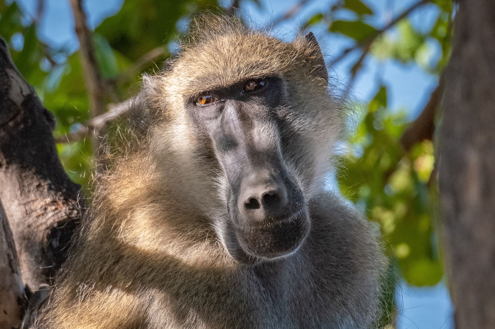 Photographie de l’immersion Afrique, Zimbabwe et Botswana
