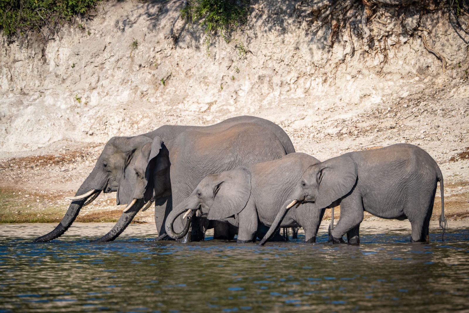 Photographie de l’immersion Afrique, Zimbabwe et Botswana