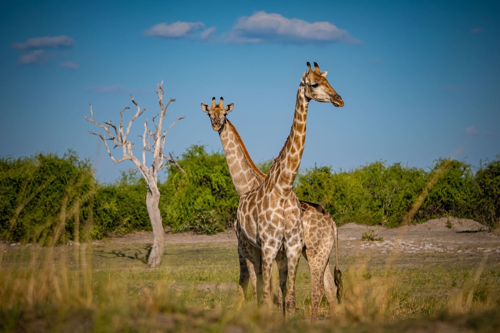 Photographie de l’immersion Afrique, Zimbabwe et Botswana