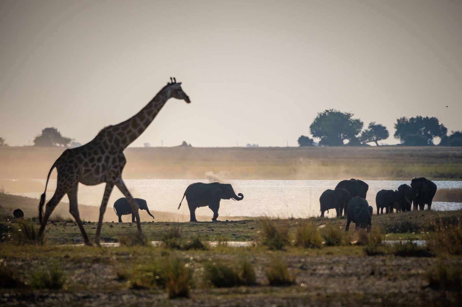 Photographie de l’immersion Afrique, Zimbabwe et Botswana