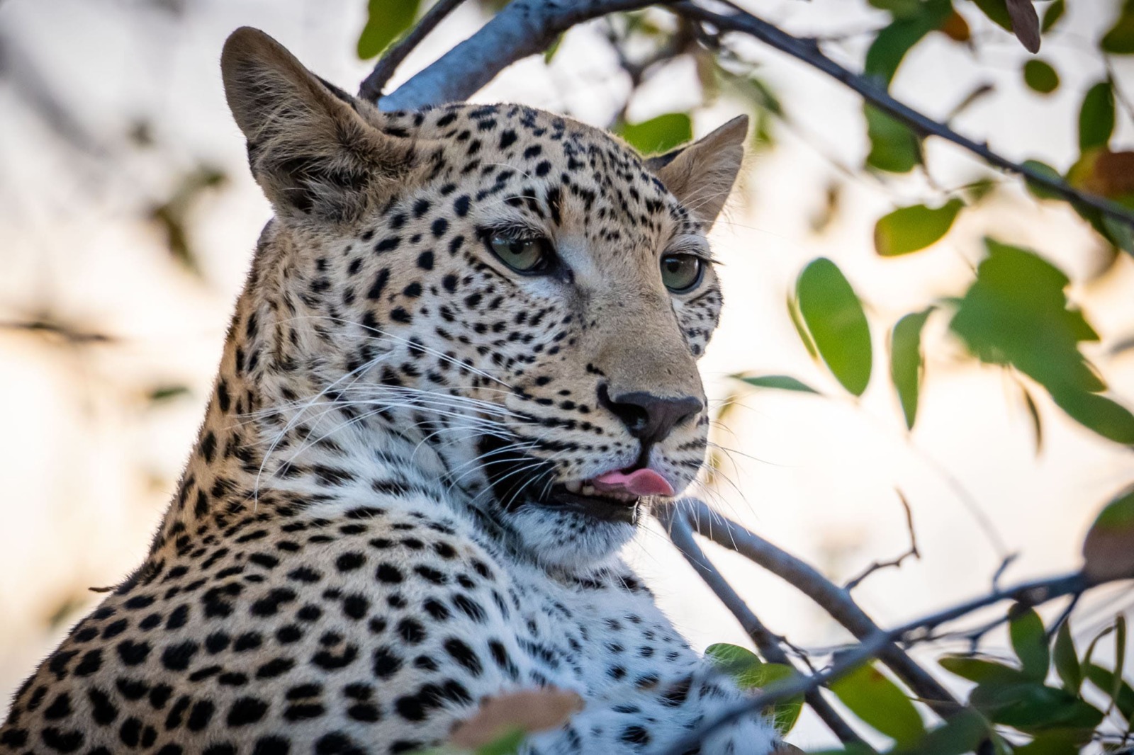 Photographie de l’immersion Afrique, Zimbabwe et Botswana