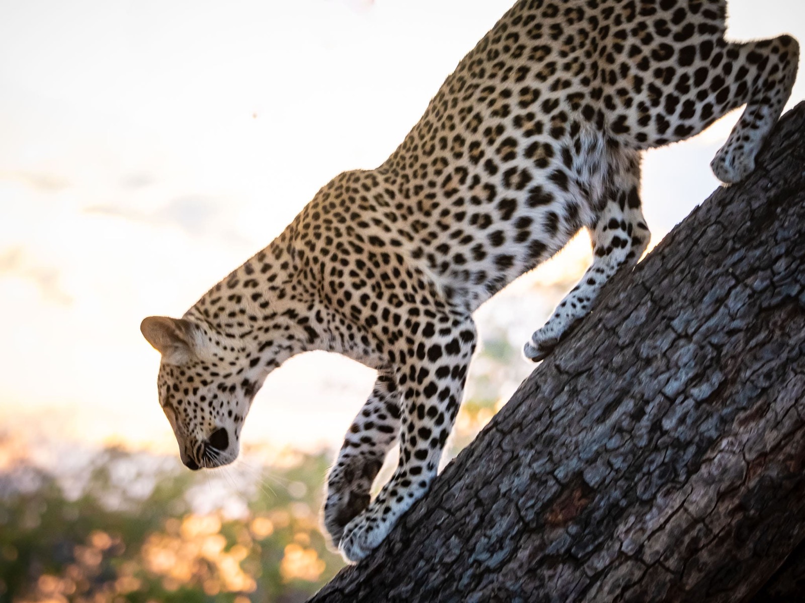 Photographie de l’immersion Afrique, Zimbabwe et Botswana