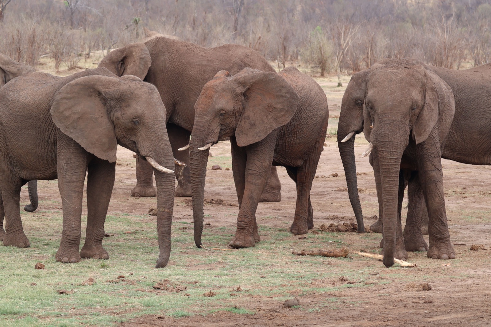 Éléphants dans la savane, immersion Afrique 2027
