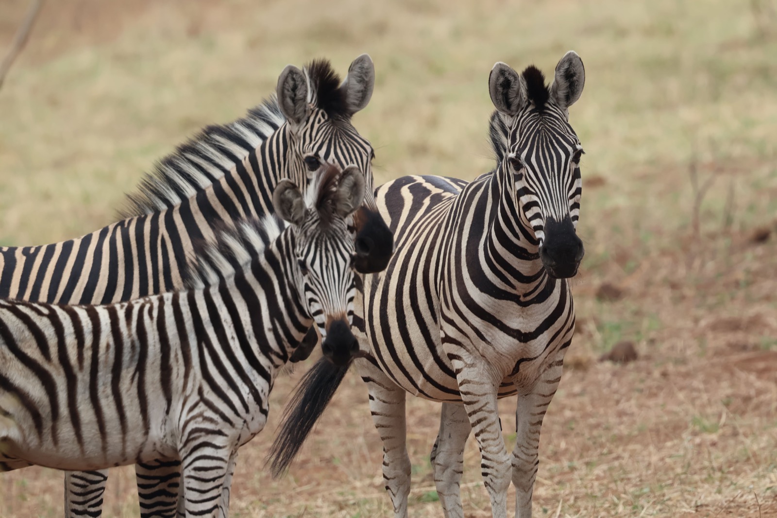 Photographie de l’immersion Afrique, Zimbabwe et Botswana