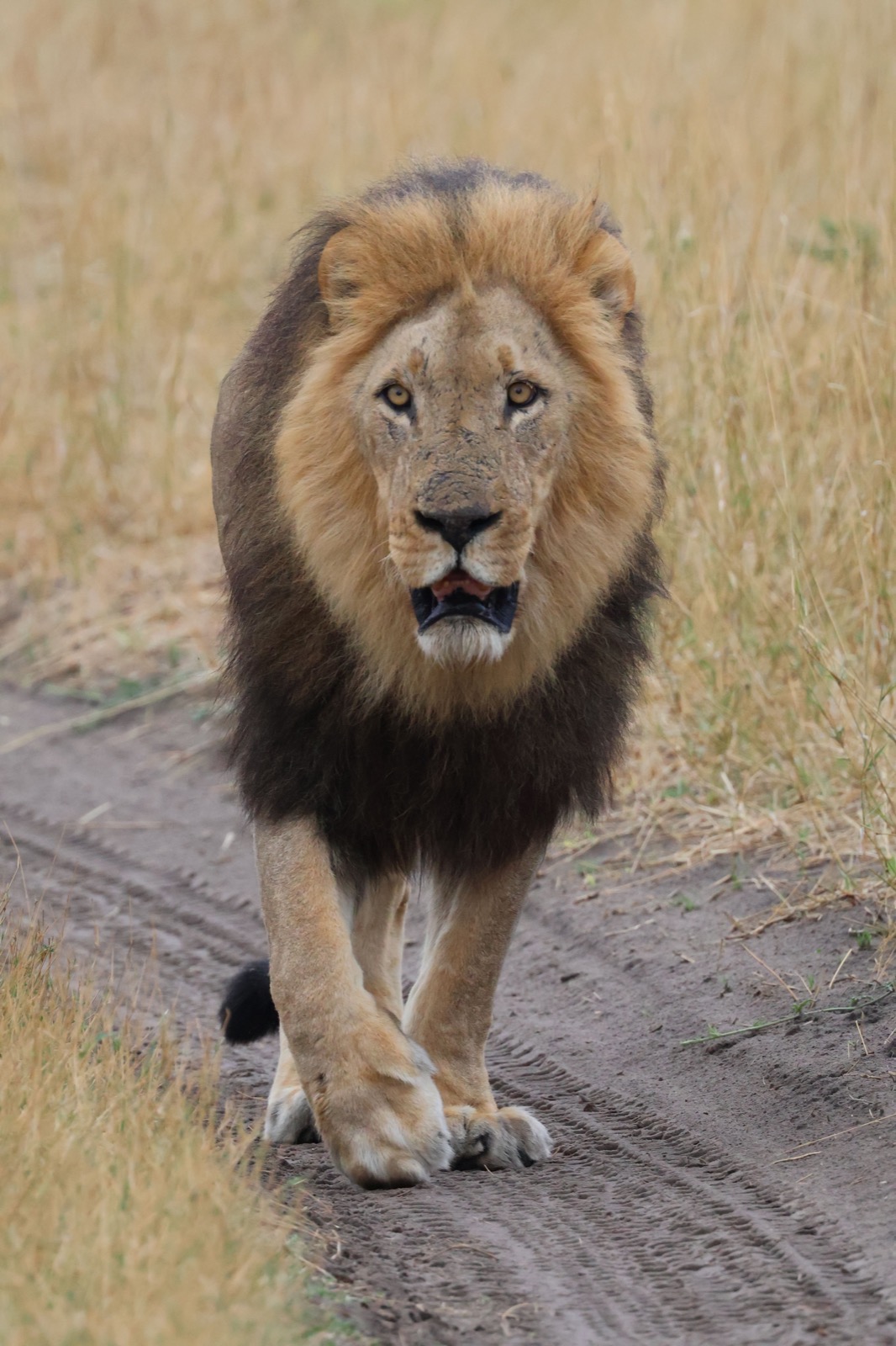 Photographie de l’immersion Afrique, Zimbabwe et Botswana
