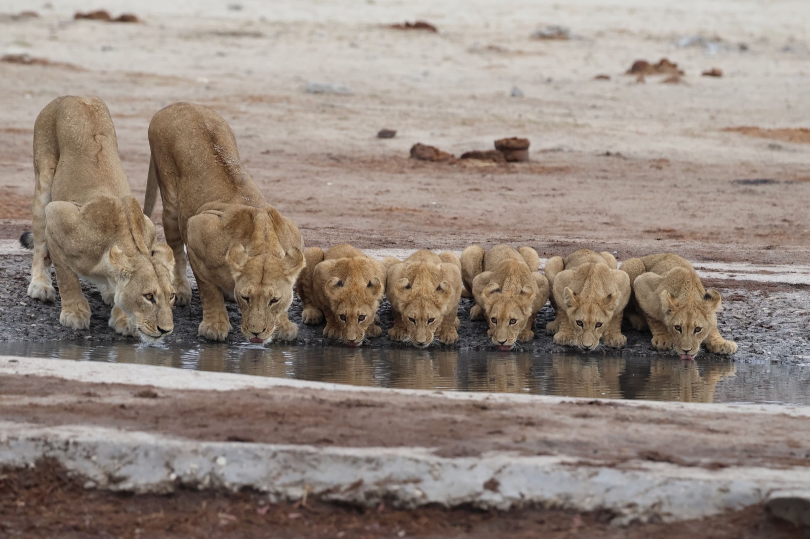 Lionnes et lionceaux à un point d'eau, immersion Afrique