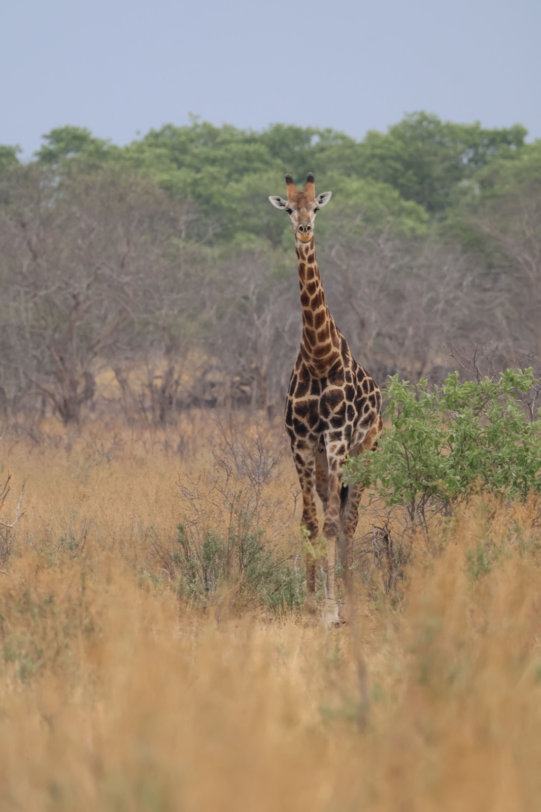 Photographie de l’immersion Afrique, Zimbabwe et Botswana